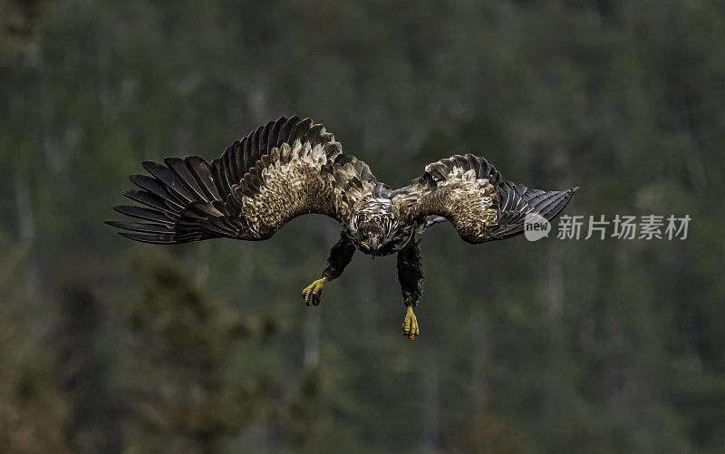 白头鹰(Haliaeetus leucocephalus)是一种发现于北美的猛禽。位于查塔姆海峡巴拉诺夫岛卡斯尼库湾的隐藏瀑布。阿拉斯加。一只飞翔和钓鱼的少年。